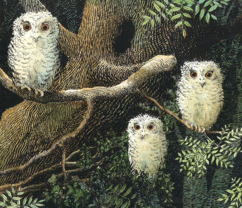 owl babies (05),绘本,绘本故事,绘本阅读,故事书,童书,图画书,课外阅读